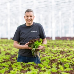 Triosalat aus Hydrokultur