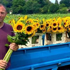 AdR Sonnenblumen Bäumlihof