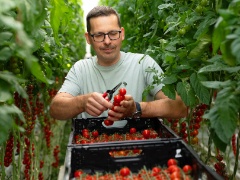 Cherry-Tomaten