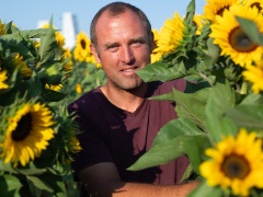 Sonnenblumen