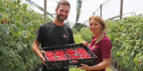 Fiechter Himbeeren