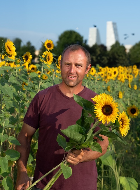 Sonnenblumen